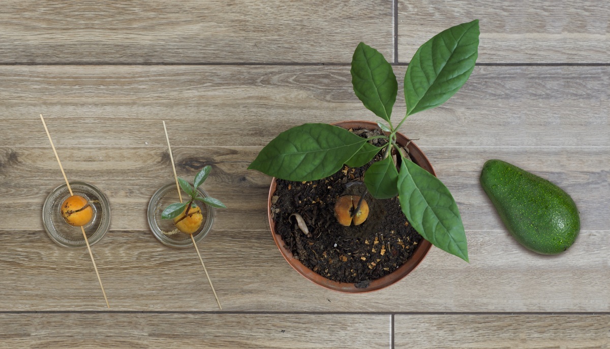 Jak si vypěstovat avokádo? | Recepty prima nápadů