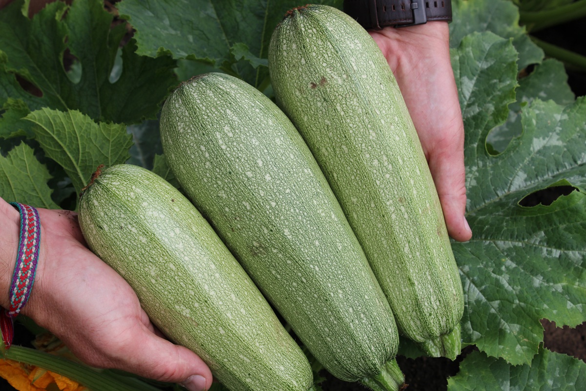 Cuketa EMPEROL, a, 2020 Cuketa EMPEROL, a, 2020