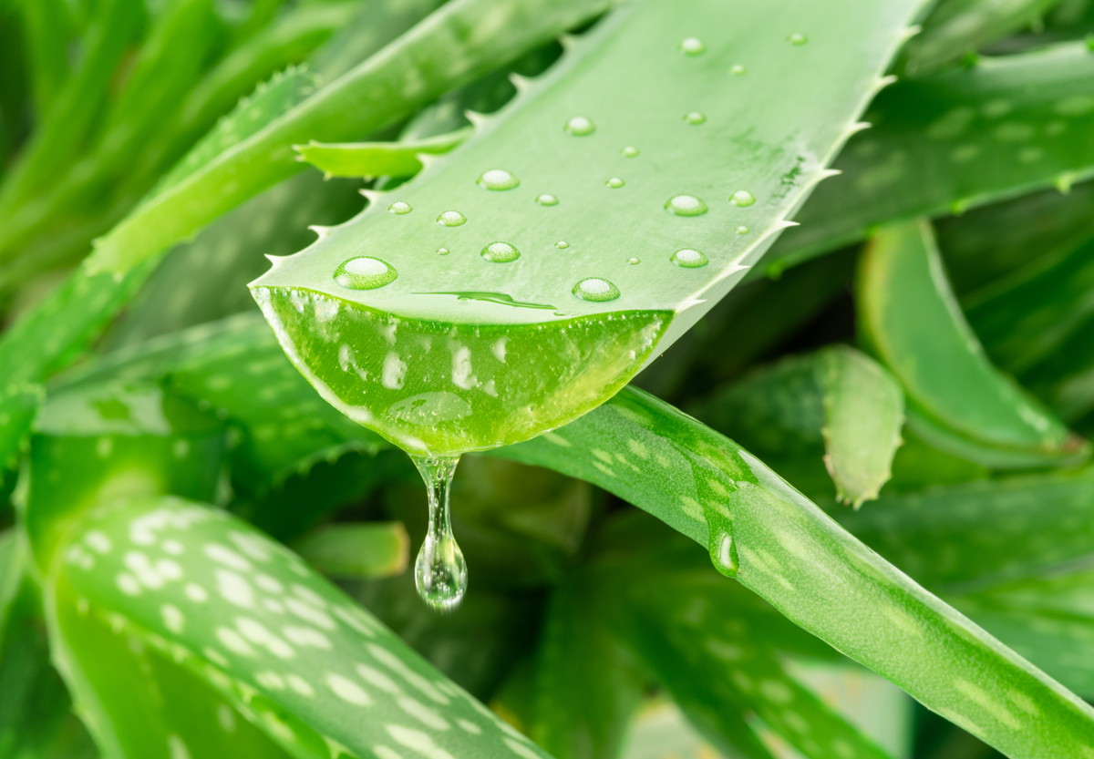 aloe vera Detail čerstvého listu aloe vera s kapkami gelu
