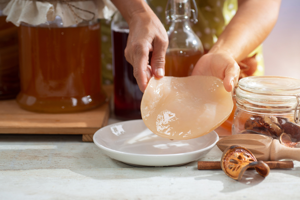 scoby scoby houba na výrobu domácí kombuche