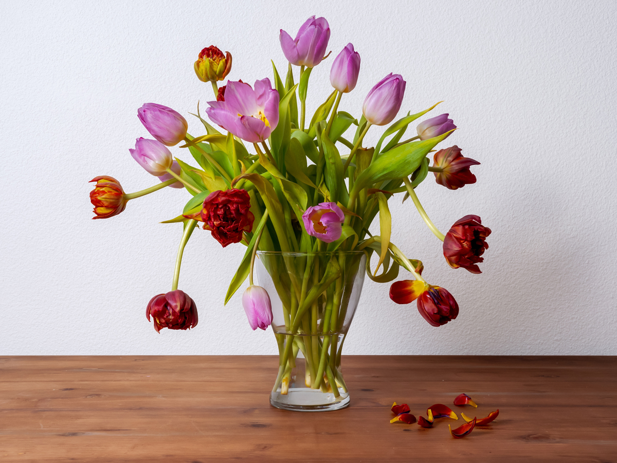 řezané tulipány ve váze