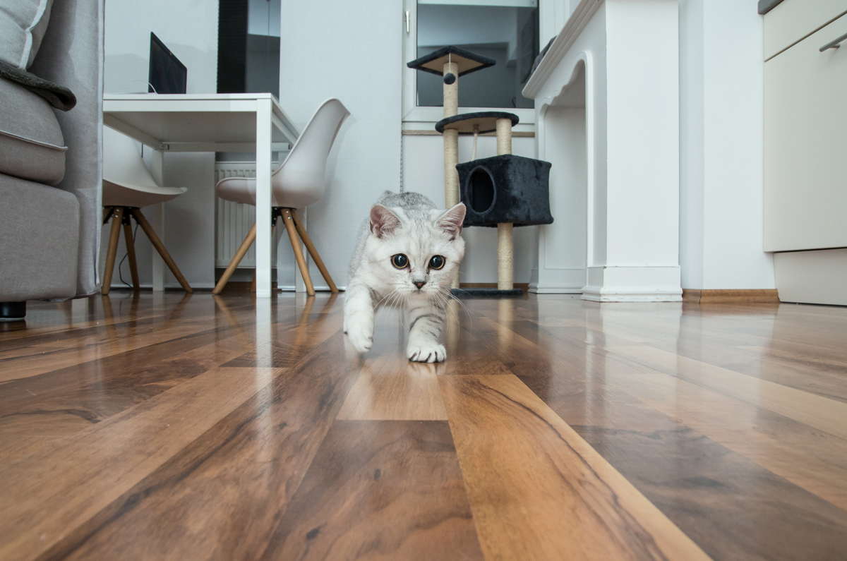 Bílá kočka tiše našlapuje po dřevěné podlaze v moderním bytě, připravená ke hře nebo lovu.