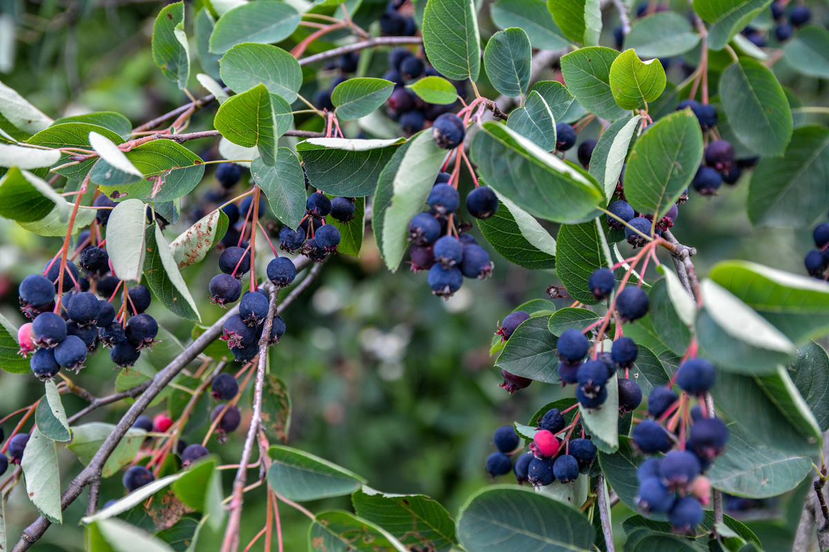 Amelanchier lamarckii