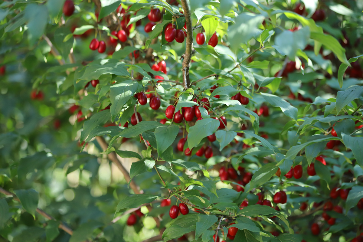 Cornus mas