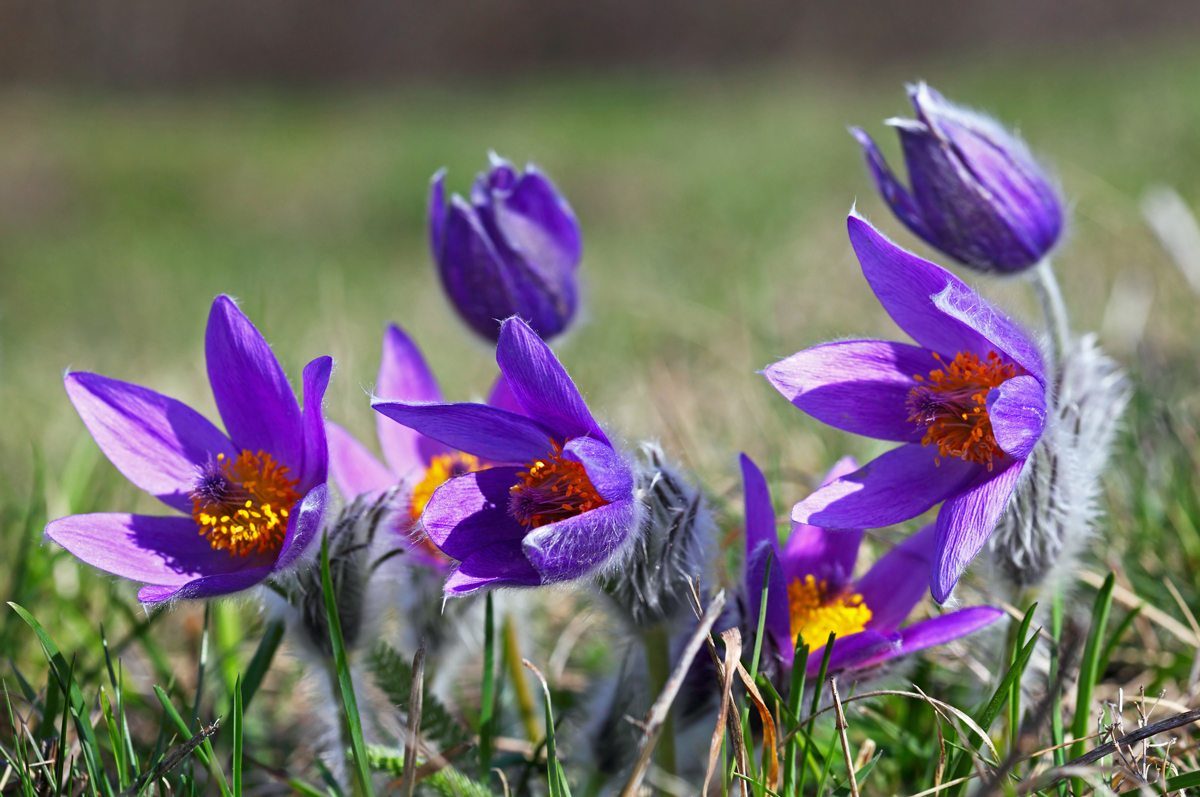 Koniklec velkokvětý (Pulsatilla grandis)