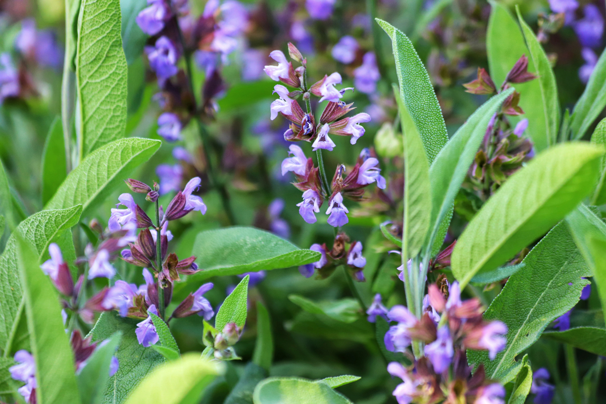 Šalvěj lékařská (Salvia officinalis)