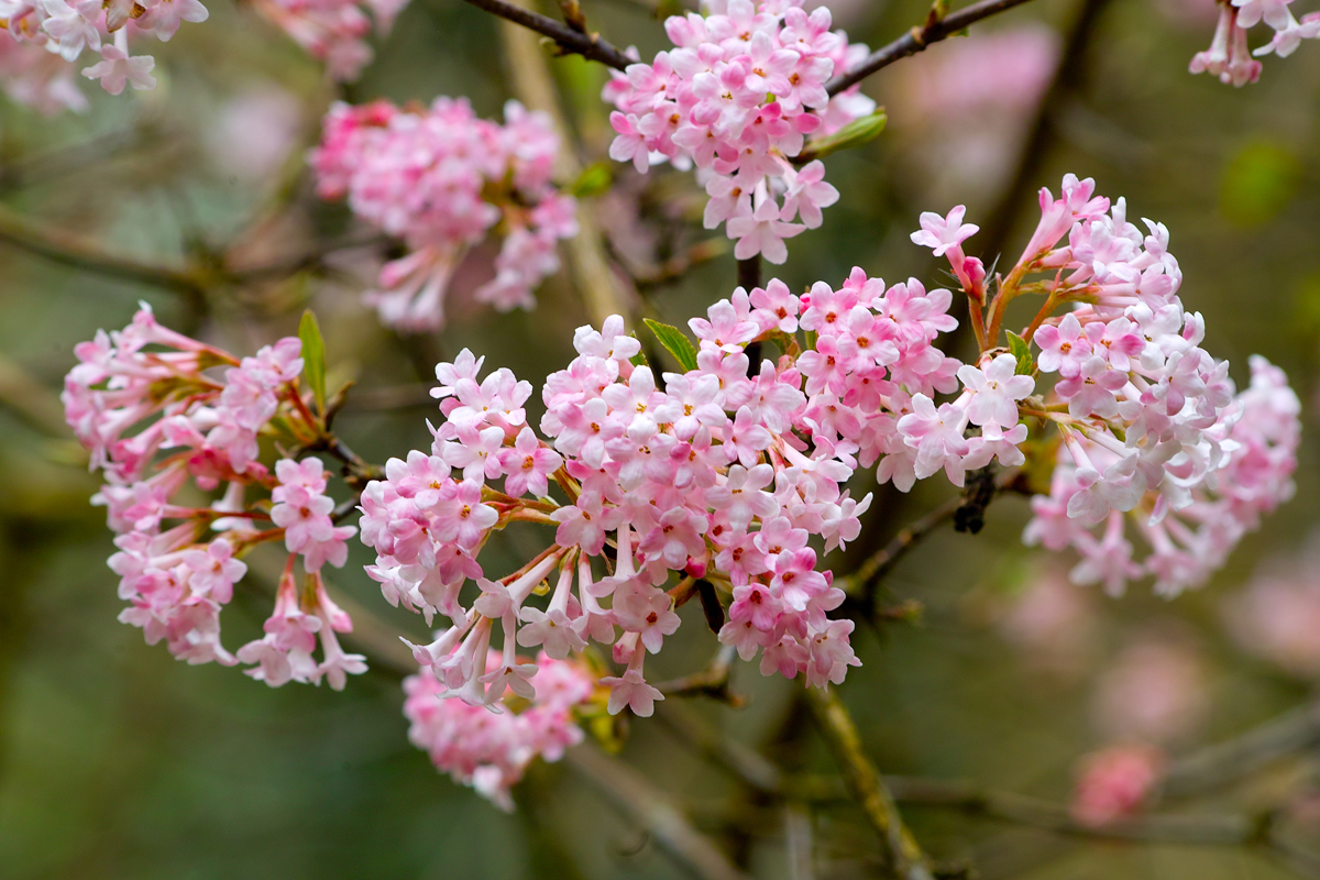 Viburnum × bodnantense Dawn