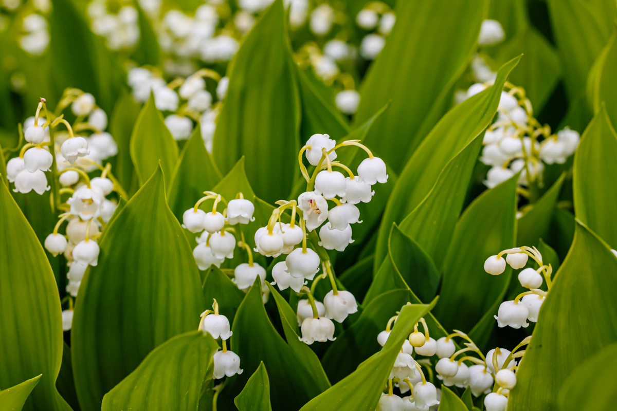 Konvalinka vonná (Convallaria majalis)
