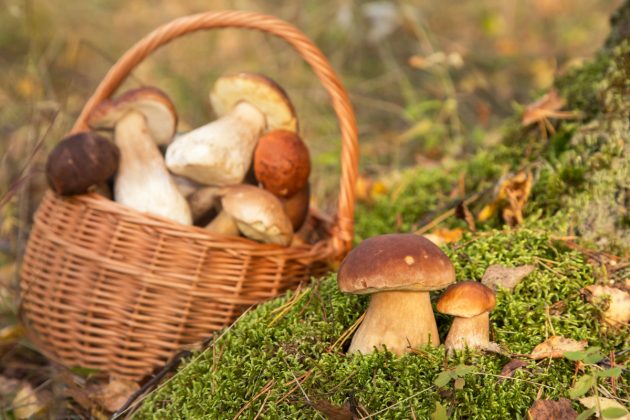 Tři možnosti, co dělat s košíkem čerstvě nasbíraných hub