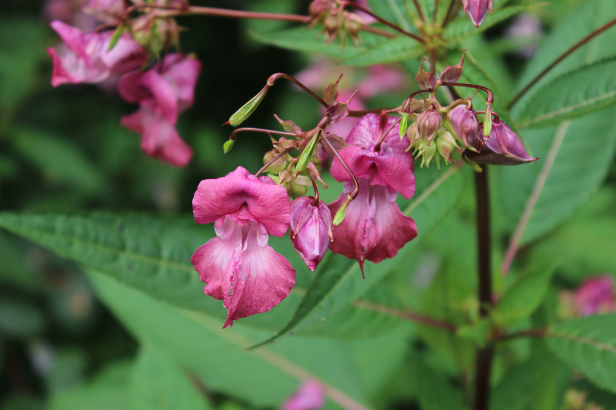 Netýkavka žláznatá (Impatiens glandulifera)
