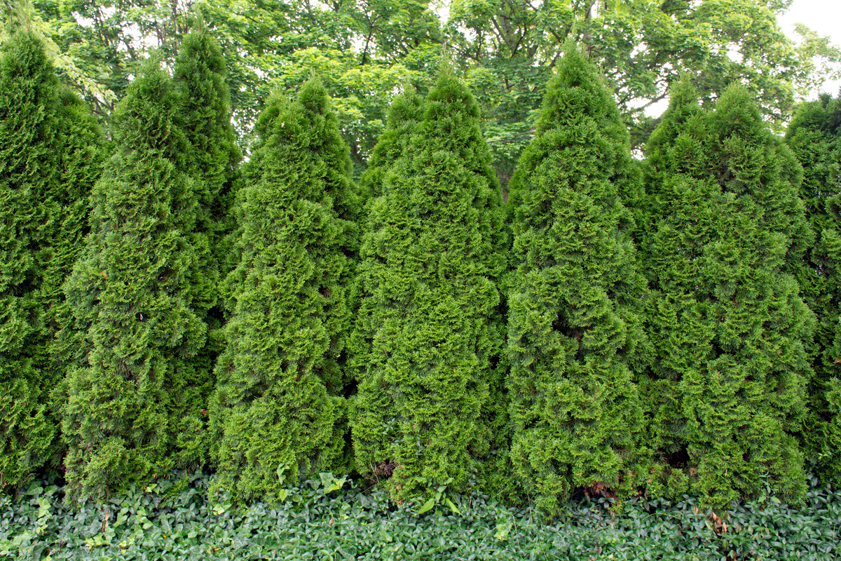 Thuja occidentalis Hustý živý plot ze zeravu západního (Thuja occidentalis), pravidelně tvarovaný do štíhlých kuželů.
