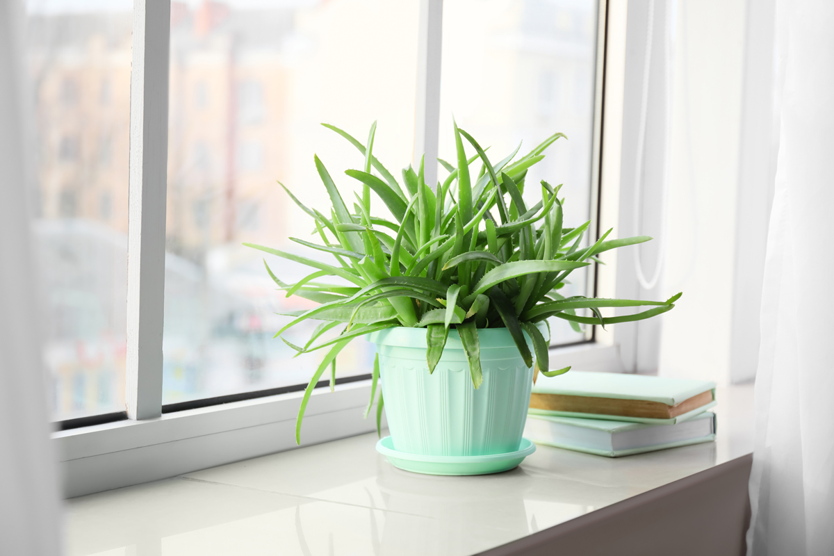 Aloe vera v květináči na okně – Pokojová rostlina aloe, která čistí vzduch a pohlcuje pachy.