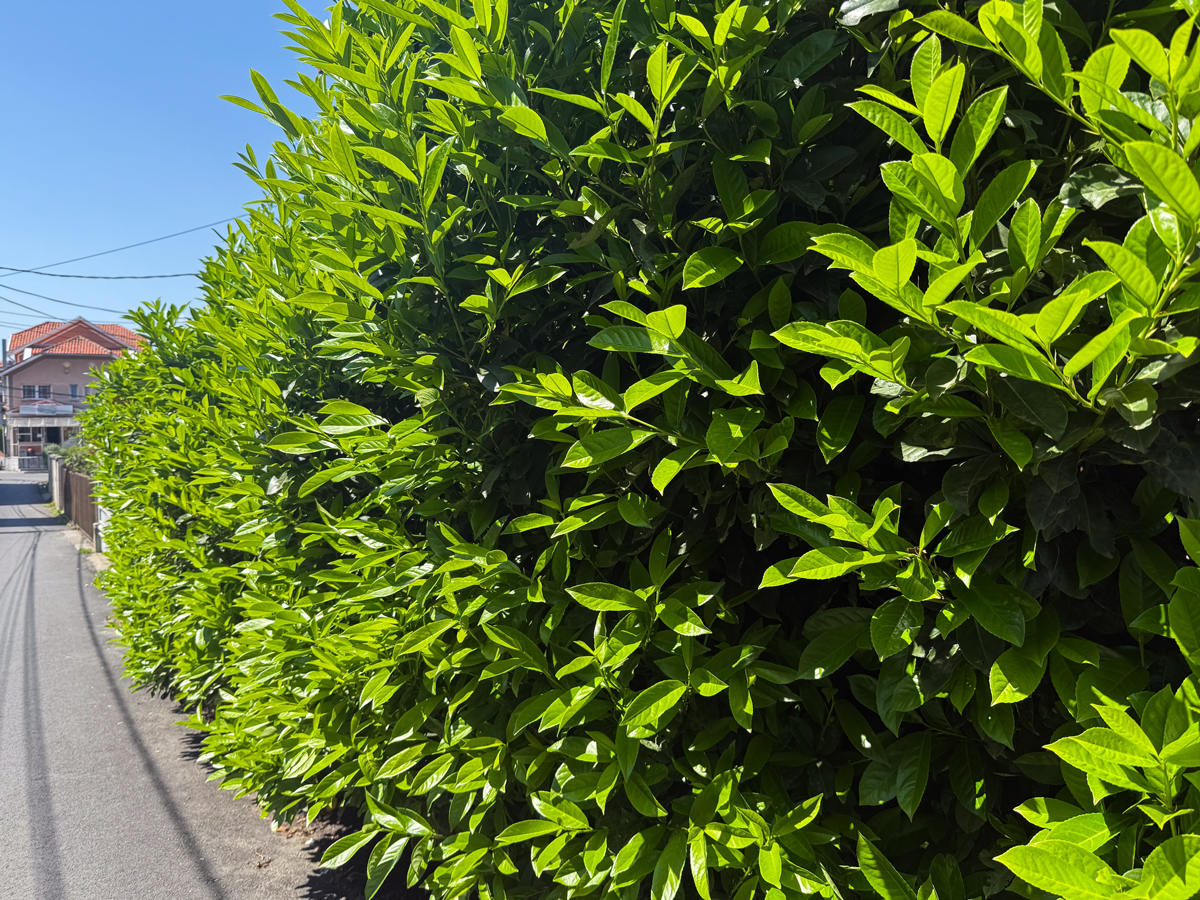 bobkovisen lekarska Živý plot z bobkovišně lékařské (Prunus laurocerasus) s velkými, leskle zelenými listy.