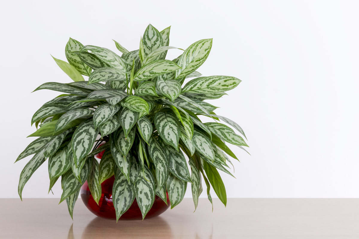 Aglaonema s mramorovanými listy v červeném květináči.
