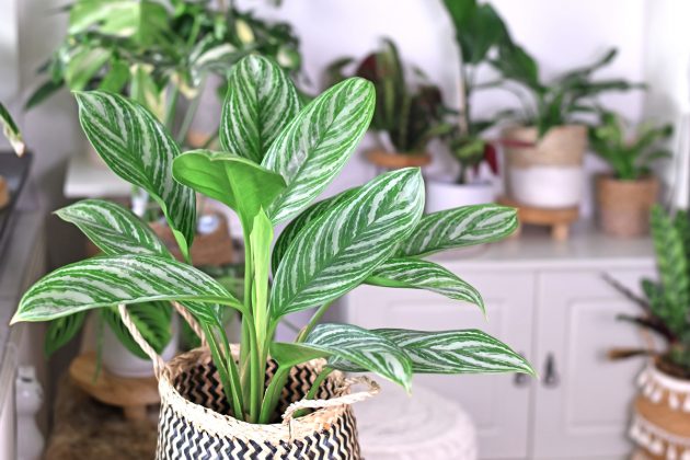 Aglaonema je exotická kráska, která rozjasní tmavý kout vaší domácnosti. Jak o ni pečovat?
