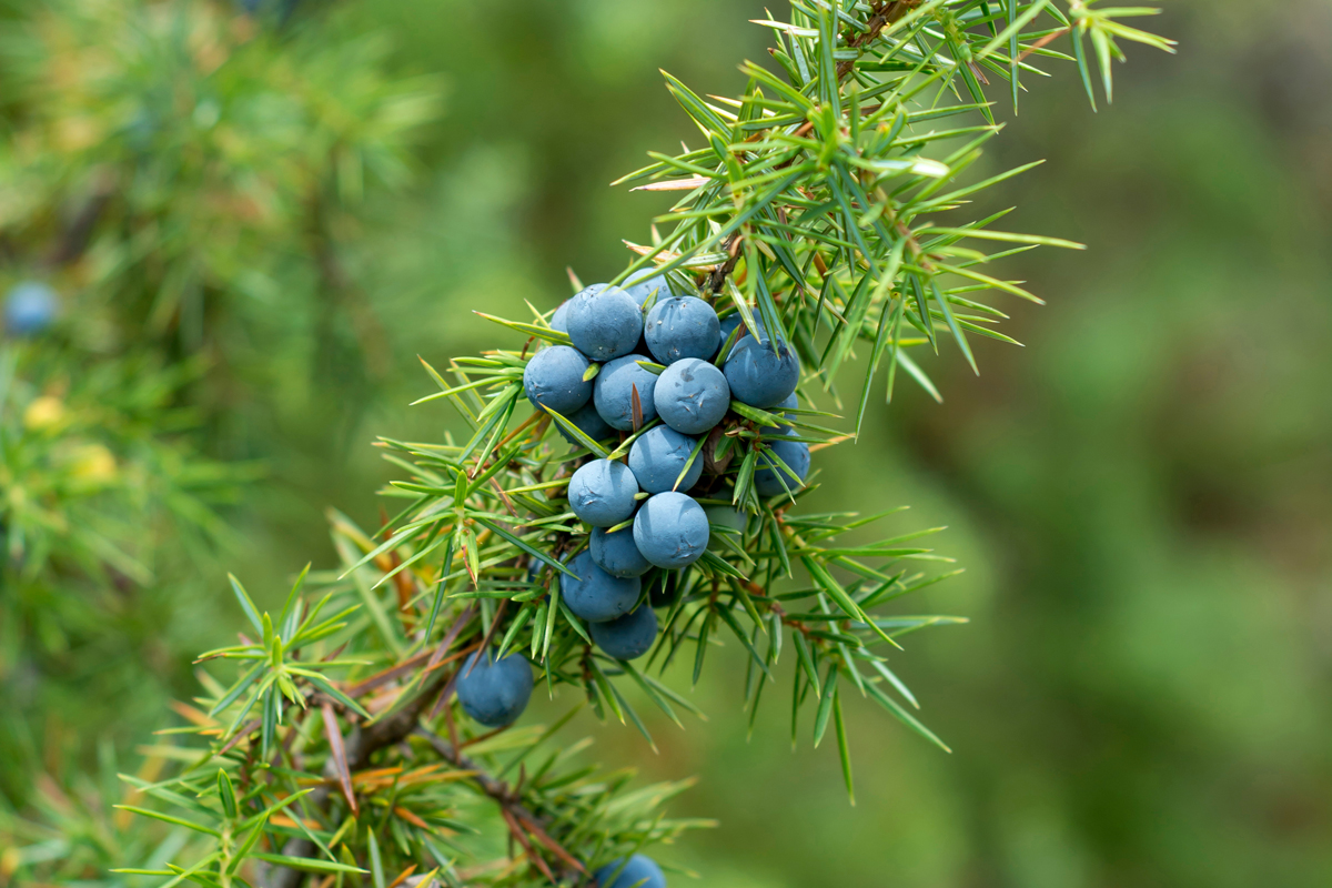 jalovec obecny Detail větvičky jalovce obecného (Juniperus communis) s modrými bobulemi mezi ostrými jehlicemi.