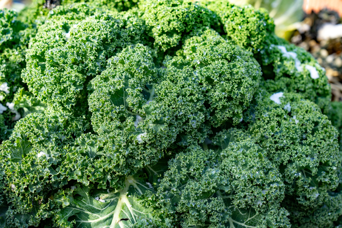 Detail čerstvého kadeřávku, listové zeleniny bohaté na vitamín C.