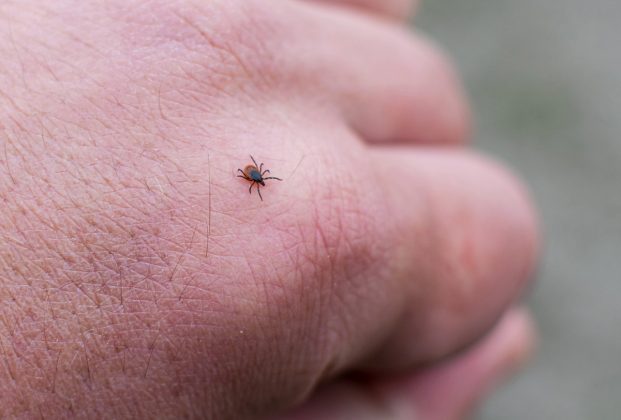 Klíšťata s létem nekončí. Proč jsou v září ještě nebezpečnější a jak se chránit?