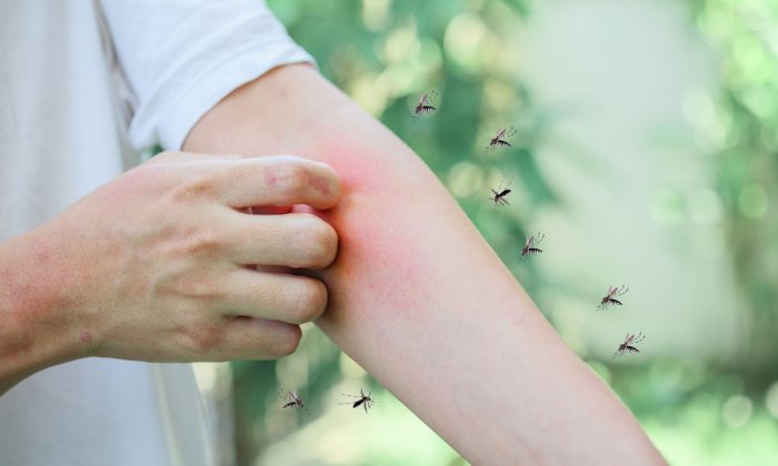 Sladká krev je mýtus. Vědecké zdůvodnění, proč komáři jdou po některých lidech více než po jiných