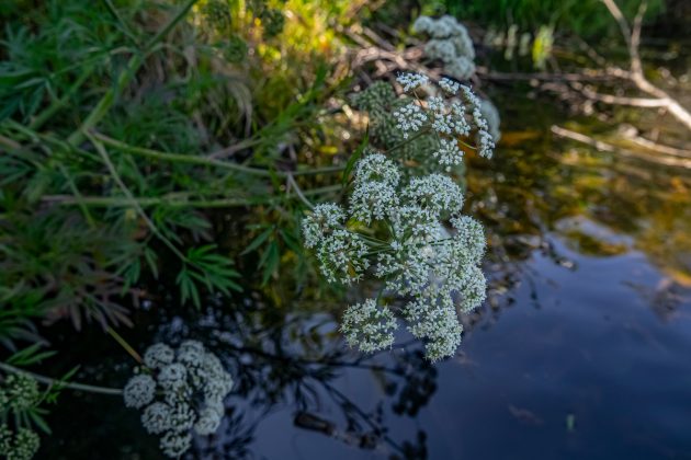 Dokáže zabít za pár minut a není to bolševník. Málo známá rostlina roste ve všech krajích Česka