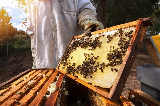 Apiterapie není jen o bodnutí žihadla. Jak mohou med, propolis a další včelí produkty prospět zdraví?