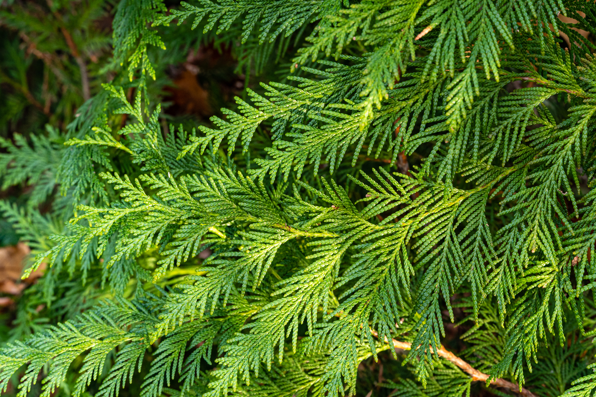 Zerav obrovský (Thuja plicata) působí majestátním dojmem díky hustému šupinovitému jehličí a zářivě zelené barvě.