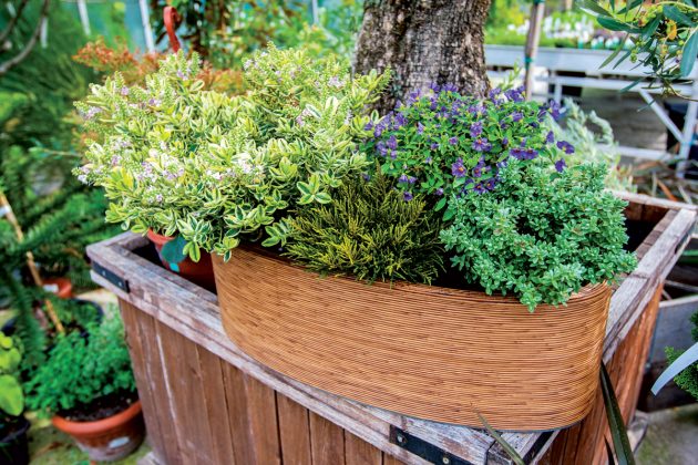 Podzimní výsadba s rostlinami hebe je ideální volba pro balkon i terasu. Jak na ni krok za krokem?
