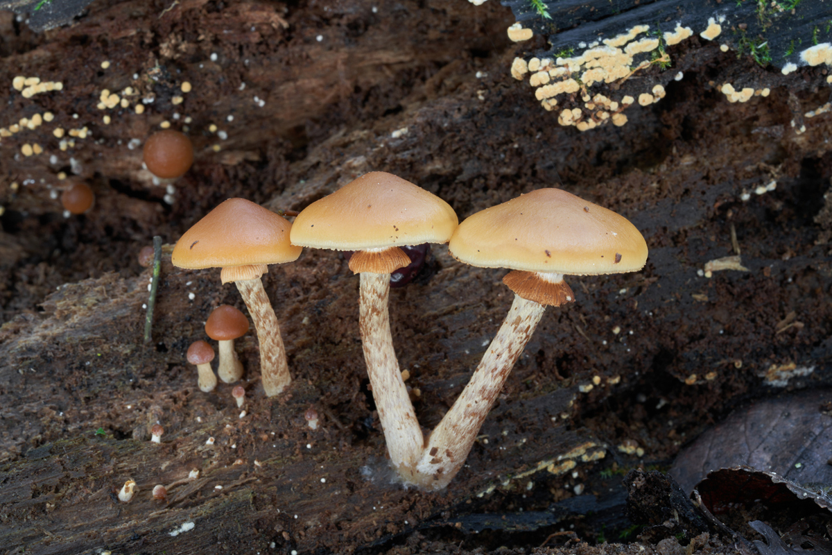 Galerina marginata