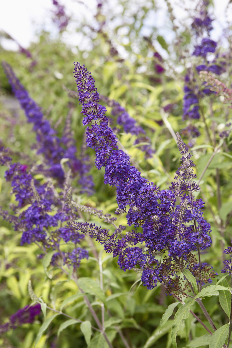 LI2212399@Buddleja Sarah Cu Komule (Buddleja davidii) – Takzvaný „motýlí keř“ se po odkvětu zkracuje, aby zůstal kompaktní a na jaře bohatě kvetl.
