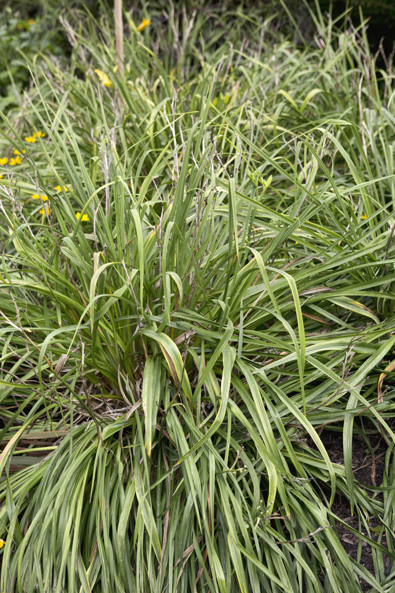 LI3166588@Savill Garden 030 Denivka (Hemerocallis) – Po odkvětu je vhodné odstranit suché listy a květní stonky, čímž se rostlina omladí a připraví na zimu.