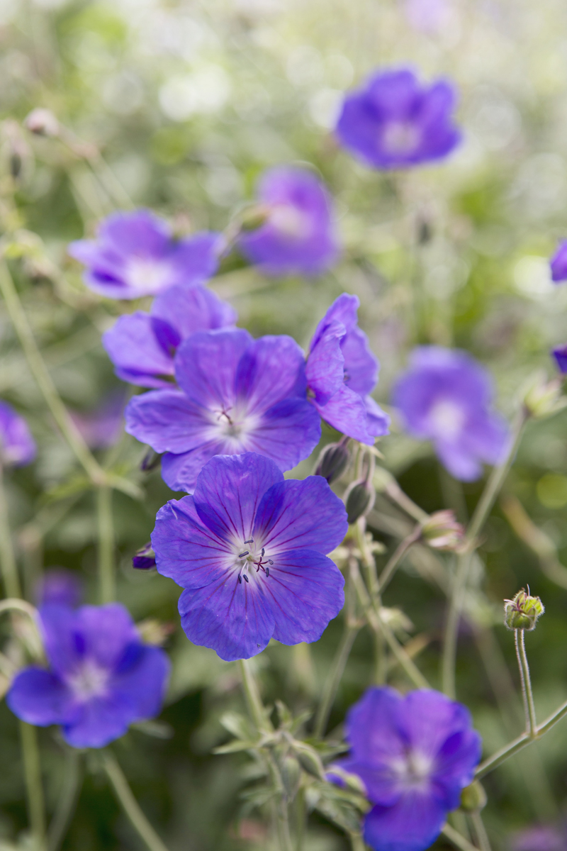 Kakost (Geranium)