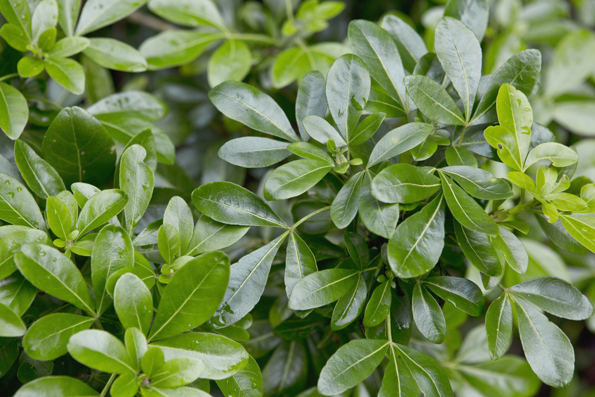 Pittosporum (Pittosporum tobira) – Stálezelený keř, který snese lehký zmlazovací řez po odkvětu, vhodný pro tvarování živých plotů.