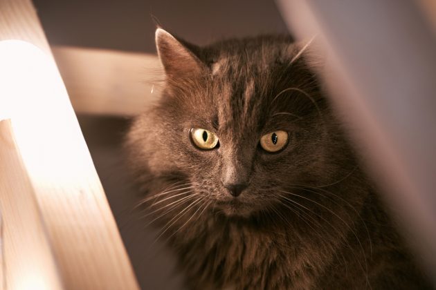 Vidí kočky duchy? Překvapivá vysvětlení jejich podzimního chování