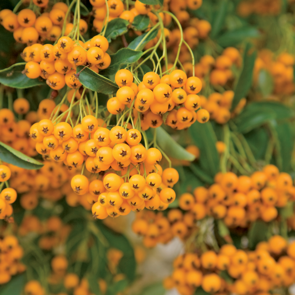 Hlohyně vyniká záplavou oranžových plodů, které zdobí zahradu až do zimy.