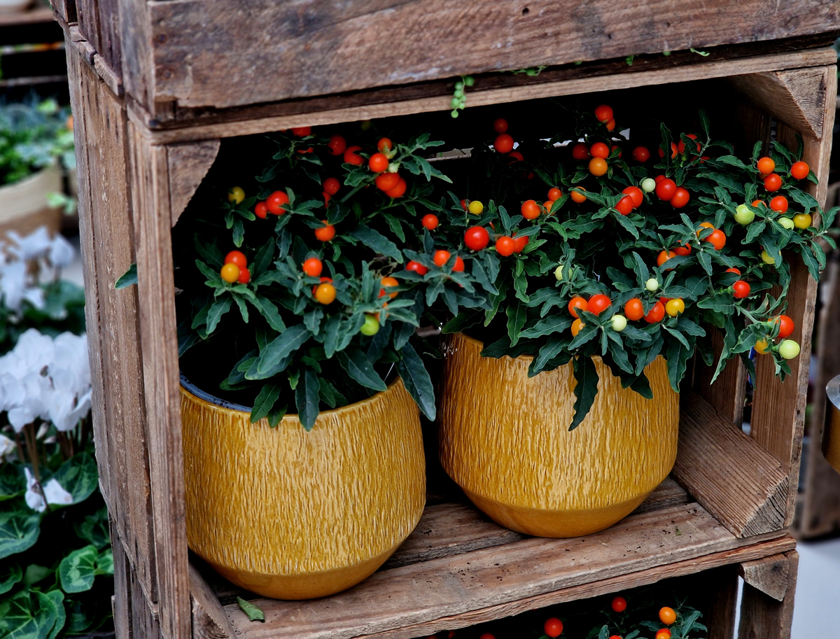 okrasne chilli papricky Dva keramické květináče s okrasnými chilli papričkami v oranžových a červených odstínech.