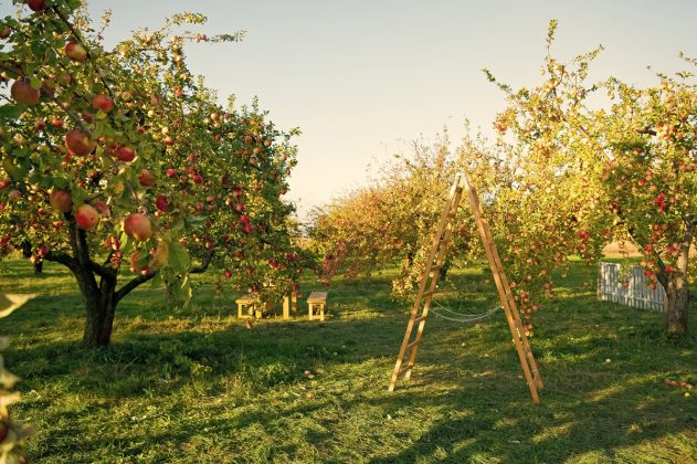 Čistíme, sadíme a sbíráme. Nepromeškejte nutné podzimní práce v ovocné zahradě!