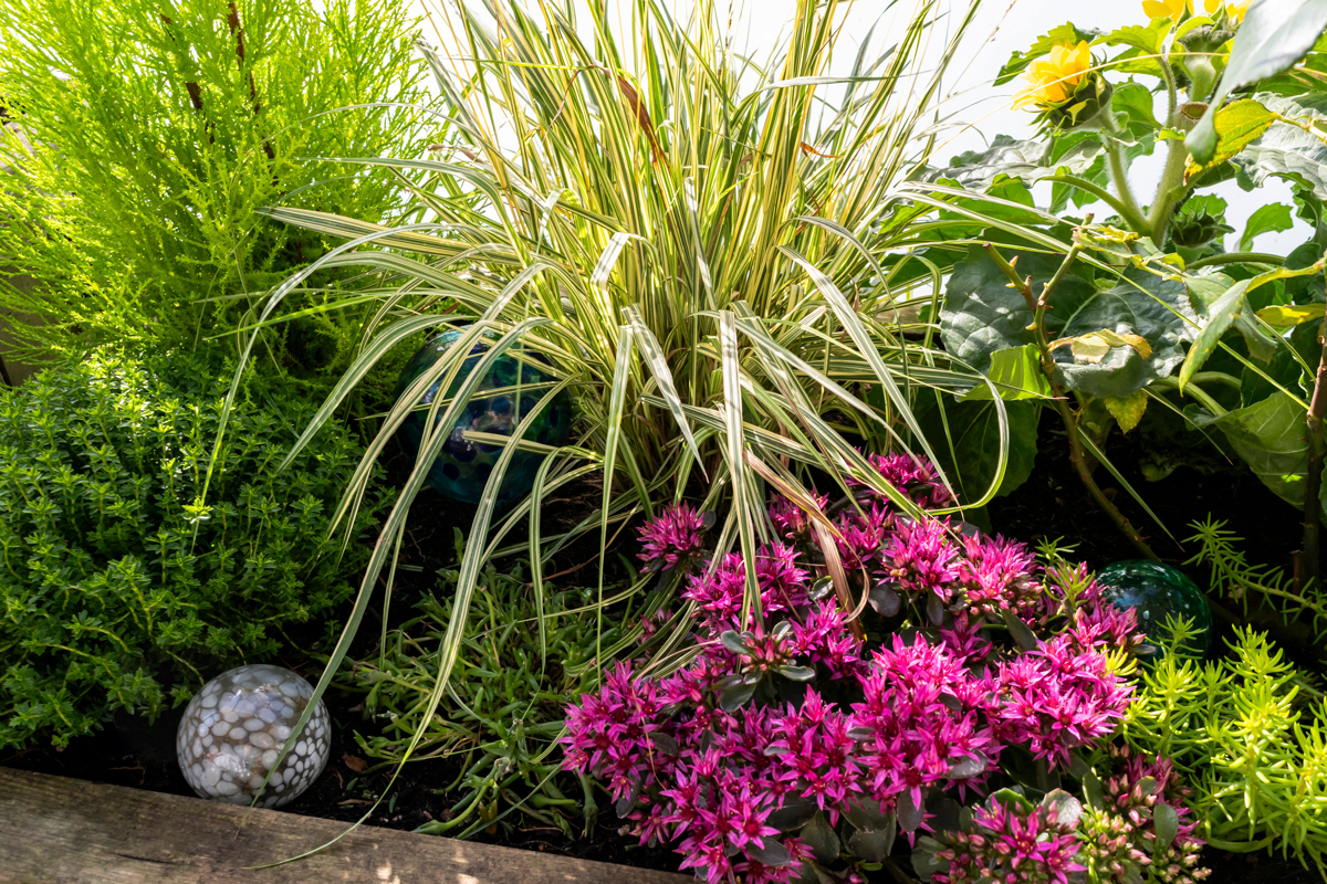 podzimni truhlik Detail pestrého podzimního truhlíku s okrasnou trávou, rozchodníkem a dalšími odolnými rostlinami.