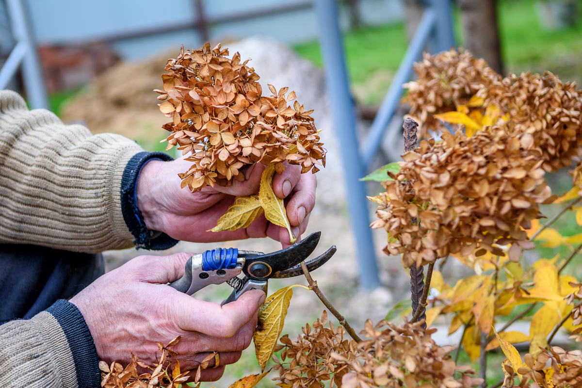 shutterstock 2074410985 Hortenzie (Hydrangea) – Suchá květenství se stříhají po odkvětu, aby se keř zbytečně nevysiloval a mohl nasadit nové pupeny.