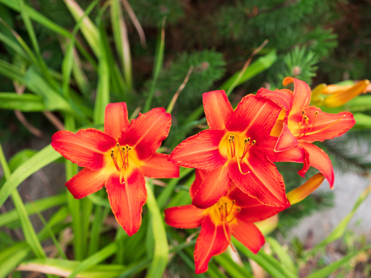 shutterstock 2656189497 Takové denivky (Hemerocallis) bychom měli zřezat teď, protože odumřelé listy omezují proudění vzduchu nad kořeny, což může vést ke hnilobě, a poskytují útočiště slimákům.