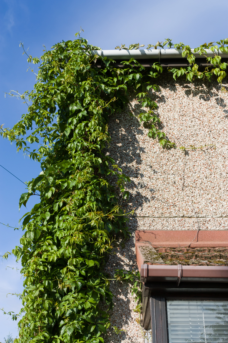 Břečťan (Hedera helix) – Popínavá rostlina, kterou je vhodné na podzim zkrátit a usměrnit, než začne růst do okapů či spár.
