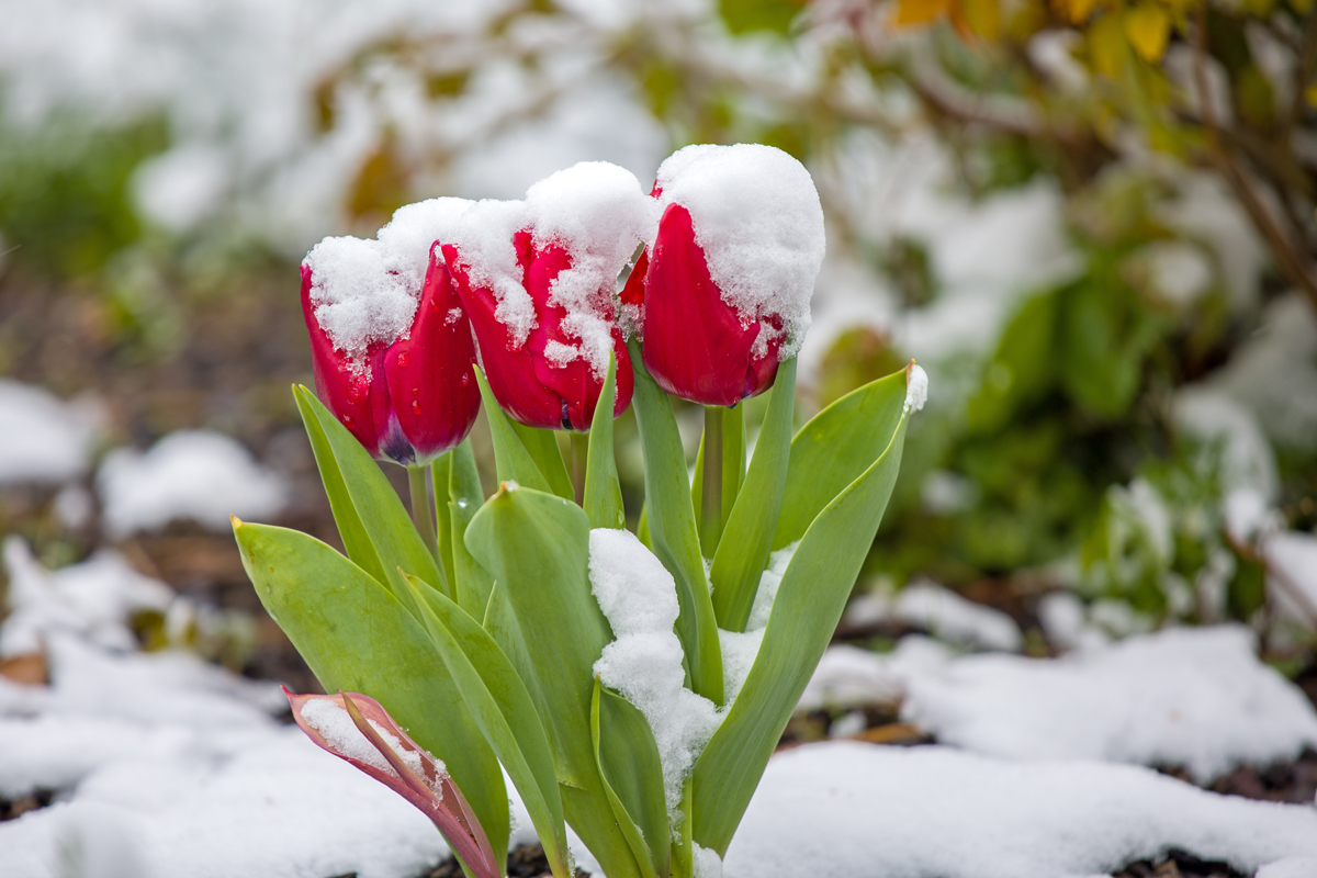 tulipany tulipany