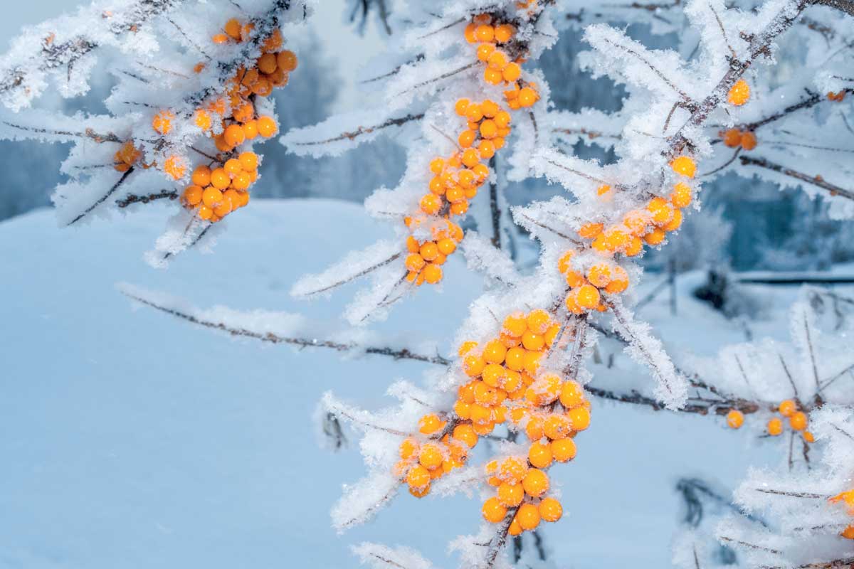 Jak se postarat o zahradu během zimy