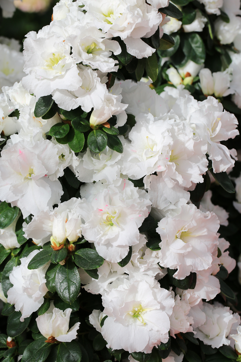 Bílá kvetoucí azalka s tmavě zelenými listy, ideální zimní pokojová rostlina.