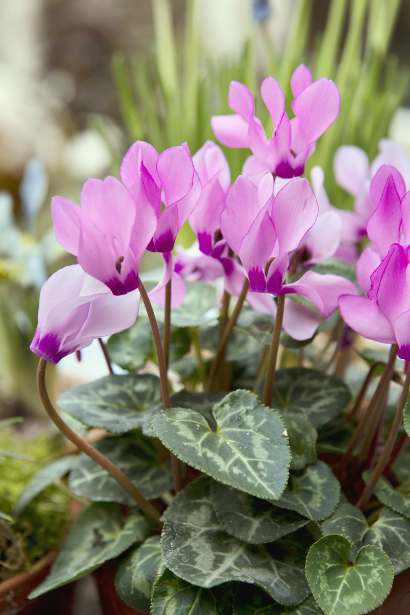 Růžový brambořík s mramorovanými listy v květináči mezi dalšími pokojovkami.
