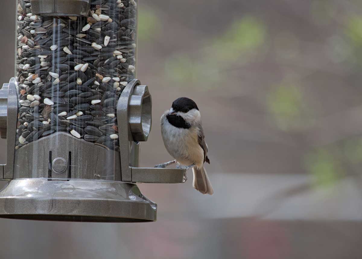 Zimní přikrmování ptáků ve městě: Co jim pomůže víc než plné krmítko?