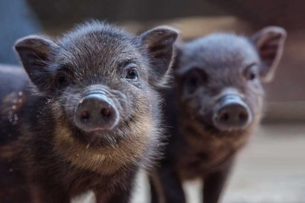 Miniprasátko místo psa? Roztomilý sen končí u 60 kilo a rozbořené kuchyně