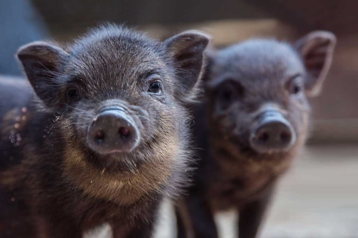 Miniprasátko místo psa? Roztomilý sen končí u 60 kilo a rozbořené kuchyně
