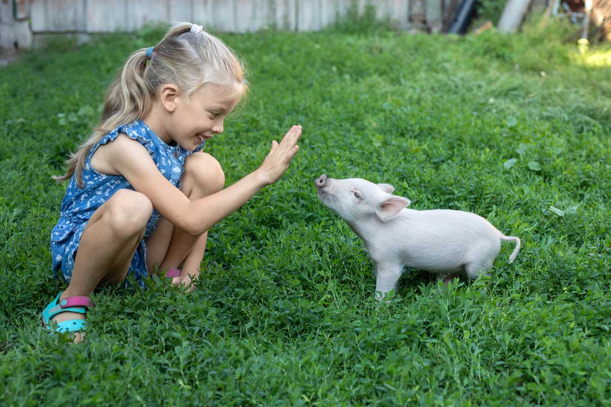 miniprasatko a dite Dívka si hraje s malým bílým miniprasátkem na trávě.