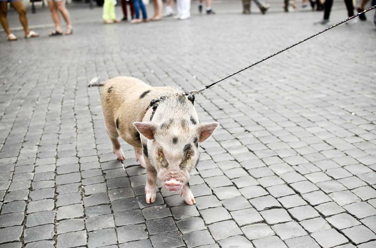 miniprase na voditku Miniprasátko na vodítku při procházce městem.