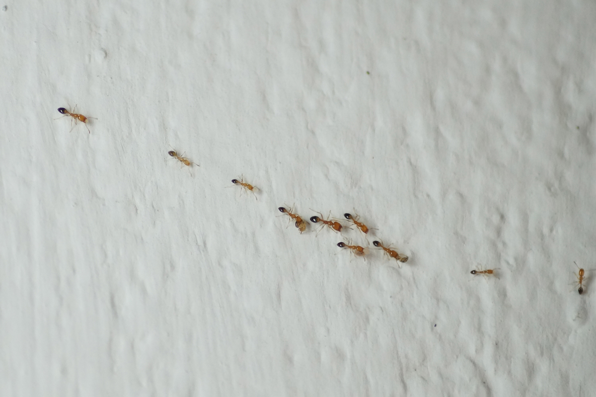 mravenci cesticka mravenci cesticka